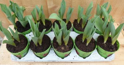 Tulpen 10 stuks in potje in tray mix kleuren Warentuin Natuurlijk - Warentuin natuurlijk