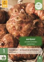 Helianthus Tuberosus aardpeer - thumbnail