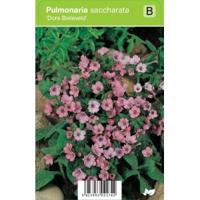 Longkruid (pulmonaria saccharata "Dora Bielefeld") voorjaarsbloeier - 12 stuks - thumbnail