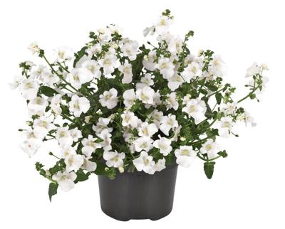 3 stuks! Diascia wit Warentuin Natuurlijk - Warentuin natuurlijk