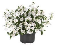 3 stuks! Diascia wit Warentuin Natuurlijk - Warentuin natuurlijk - thumbnail