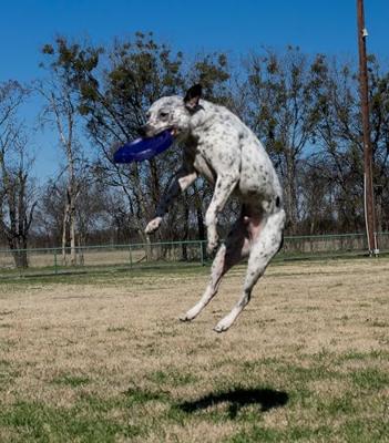 Starmark frisbee easy glider durafoam max assorti - thumbnail
