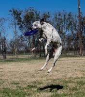STARMARK FRISBEE EASY GLIDER DURAFOAM MAX ASSORTI - thumbnail