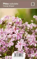 V.I.P.S. Phlox subulata ''Candy Stripes'' - kruipphlox p9 - thumbnail