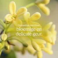 L&apos;Occitane Osmanthus Body Lotion 250 ml Bodylotion - thumbnail