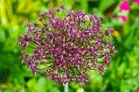 Sierlook - thumbnail