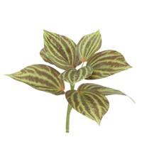 Peperomia Kunstplant groen/bruin 25cm - thumbnail