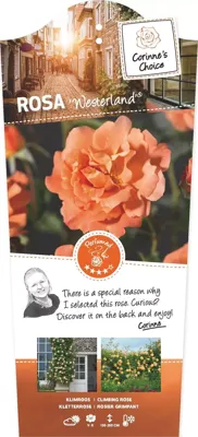 Klimrozen Westerland - Oranje klimroos Klimrozen Westerland - Oranje klimroos