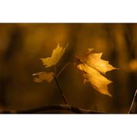 Sigma 56mm f/1.4 DC DN (C) RF Mount - thumbnail