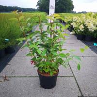 Weigela struik Bristol Ruby - 80 - 100 cm - 5 stuks - thumbnail