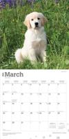 Golden Retriever Puppies Kalender 2026 - thumbnail