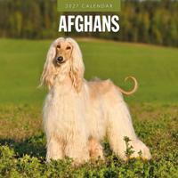 Afghaanse Windhond Kalender 2027 - thumbnail