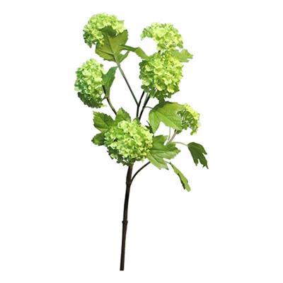 Viburnum Roseum x6 green 60cm Viburnum Roseum x6 green 60cm