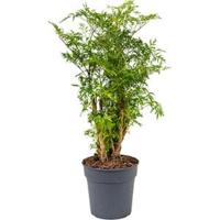 Polyscias aralia ming S kamerplant - thumbnail