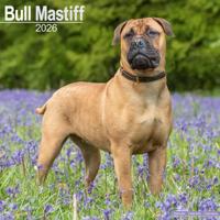 Bull Mastiff Calendar 2026 Square Dog Breed Wall Calendar - 16 Month - thumbnail