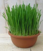 2 stuks! Kattengras Cyperus Warentuin Natuurlijk - Warentuin natuurlijk - thumbnail