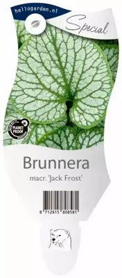 Brunnera macrophylla Jack Frost Samplant - Samplant Brunnera macrophylla Jack Frost Samplant - Samplant