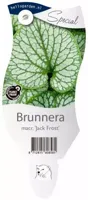 Brunnera macrophylla Jack Frost Samplant - Samplant - thumbnail