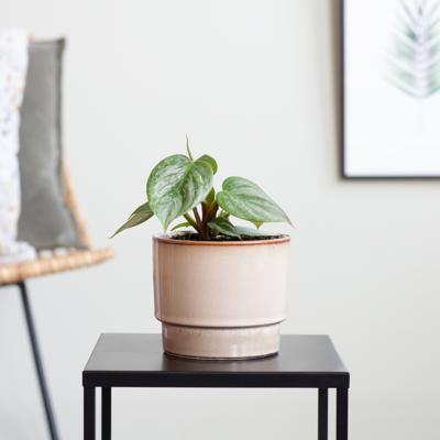 Philodendron Sodiroi - P9