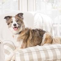 Petsafe big dog deluxe spray blafband geurloos - thumbnail