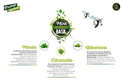 Geurolie 50ml mint/citronlla/basil Boles d'olor - Boles d olor Geurolie 50ml mint/citronlla/basil Boles d'olor - Boles d olor