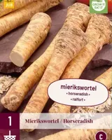 Mierikswortel Armoracia rusticana - thumbnail
