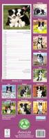 Border Collie Slim Calendar 2026 Dog Breed Slimline Calendar - 12 Month - thumbnail
