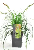 Siergras - Carex Ribbon Falls - thumbnail
