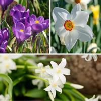 Jub Tas shade garden 50st - thumbnail