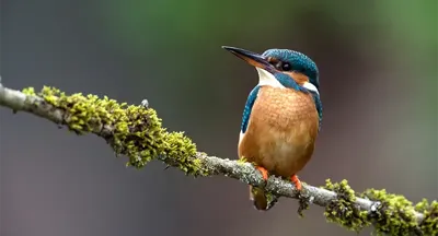 Alexsar Art Tuinschilderij ijsvogel 130x70cm