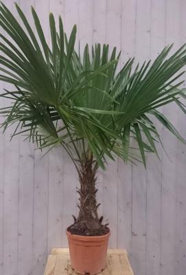 Winterharde Palmboom stamhoogte 30 cm en hoogte 150 cm Trachycarpus Warentuin Natuurlijk - Warentuin natuurlijk