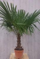 Winterharde Palmboom stamhoogte 30 cm en hoogte 150 cm Trachycarpus Warentuin Natuurlijk - Warentuin natuurlijk - thumbnail