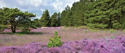 Paars heideveld 130x50cm Tuinschilderij Customize-it - Customize it