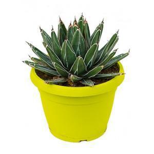Agave victoria reginae A kamerplant