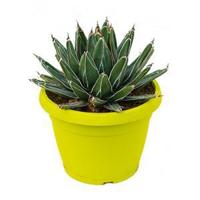 Agave victoria reginae A kamerplant - thumbnail