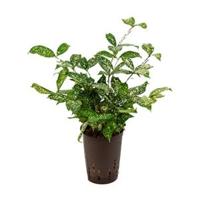 Dracaena godseffiana hydrocultuur plant - thumbnail