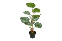 Decostar Alocasia sarawakensis plant 62 cm groen - thumbnail