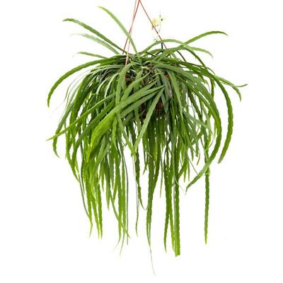 Lepismium Bolivianum - P 21 cm Lepismium Bolivianum - P 21 cm