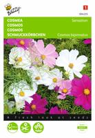 Cosmos, Cosmea Sensation gemengd - thumbnail
