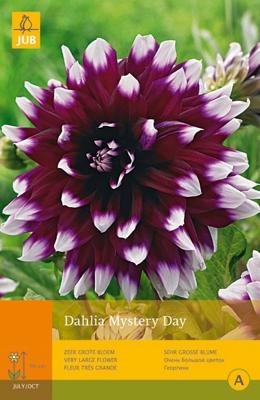 Dahlia mystery day 1st bloembol zomer Dahlia JUB - Jub