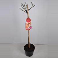 Grootbloemige roos op stam Parfum de Nature (rosa "Beverly"®) - Op stam 70 cm - 1 stuks - thumbnail