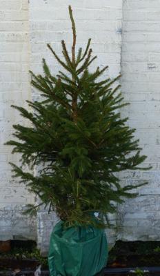 Gewone kerstboom in pot Picea Abies Fijnspar 125-150 cm Warentuin Natuurlijk - Warentuin natuurlijk Gewone kerstboom in pot Picea Abies Fijnspar 125-150 cm Warentuin Natuurlijk - Warentuin natuurlijk