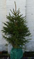 Gewone kerstboom in pot Picea Abies Fijnspar 125-150 cm Warentuin Natuurlijk - Warentuin natuurlijk - thumbnail