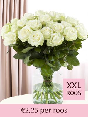 Witte rozen - XXL rozen - 10 t/m 99 rozen - Avalanche