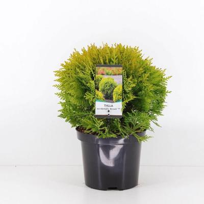 Thuja occidentalis mirjam 20-25 cm Conifeer Westerse levensboom Warentuin Natuurlijk - Warentuin natuurlijk