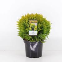 Thuja occidentalis mirjam 20-25 cm Conifeer Westerse levensboom Warentuin Natuurlijk - Warentuin natuurlijk - thumbnail