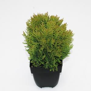 Westerse levensboom (Thuja occidentalis "Danica") conifeer Westerse levensboom (Thuja occidentalis "Danica") conifeer