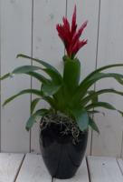 Bromelia zwarte/antraciete hoge pot 40 cm Warentuin Natuurlijk - Warentuin natuurlijk - thumbnail