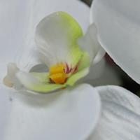 Phalaenopsis Kunstbloem 90cm wit - thumbnail