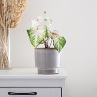 Caladium Peppermint - P13 - thumbnail